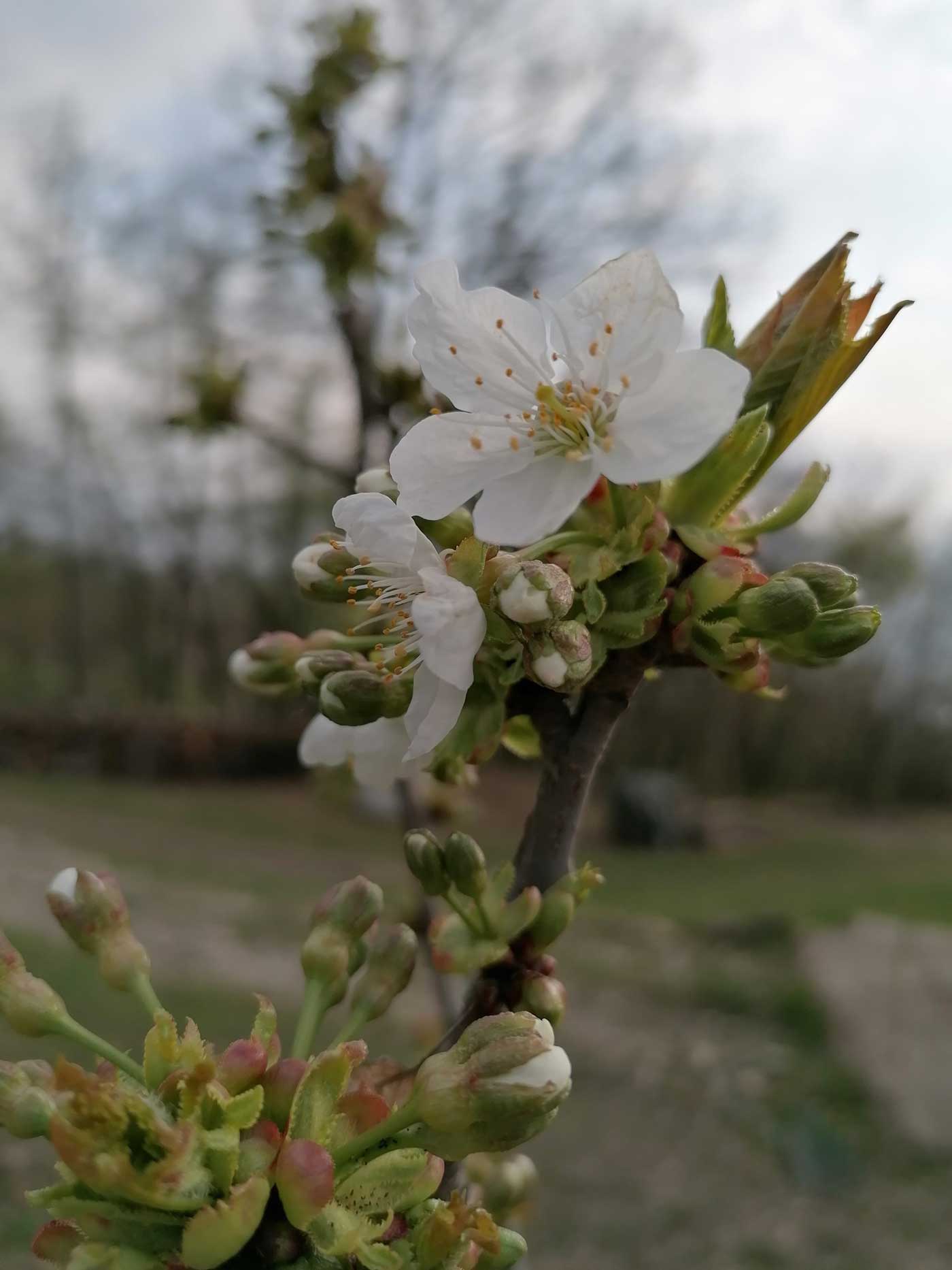 blossoming buds