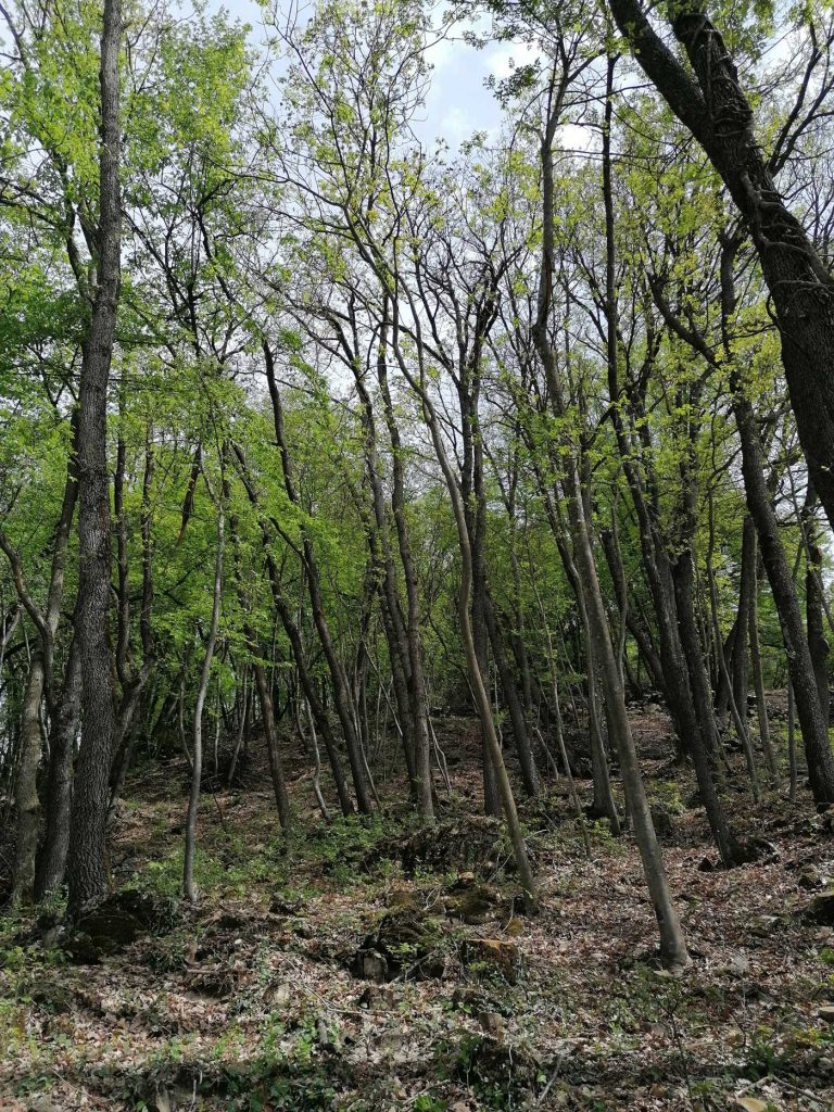 woods of the Reggio Emilia Apennines