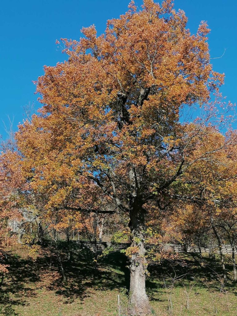 woods of the Reggio Emilia Apennines