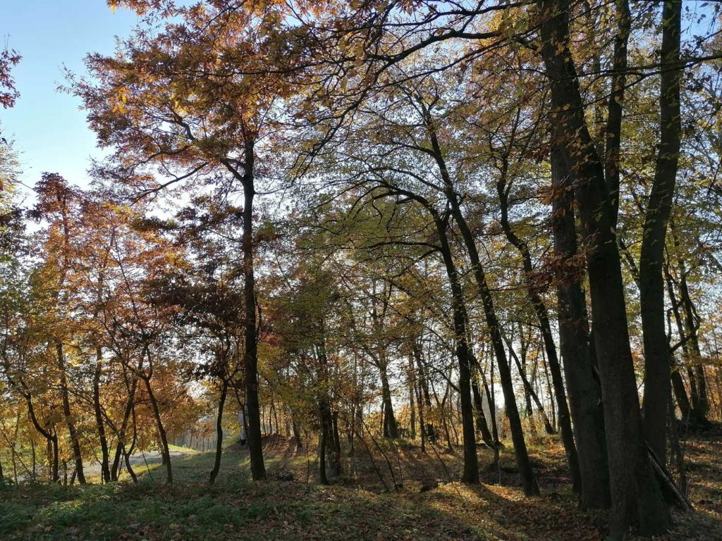 woods of the Reggio Emilia Apennines
