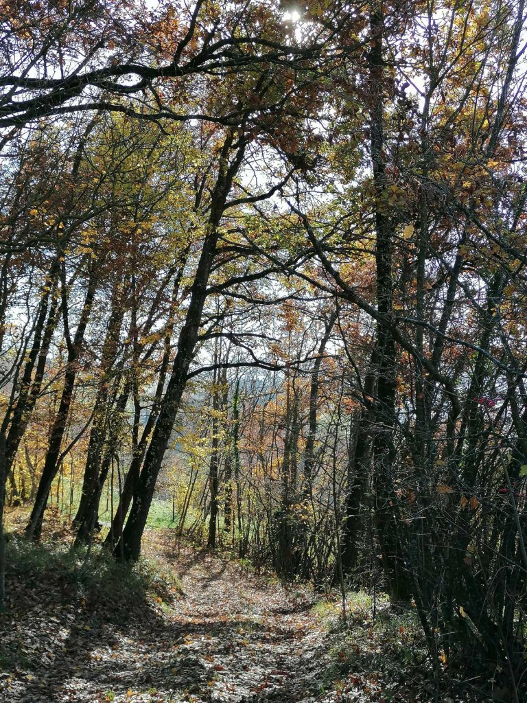 forest