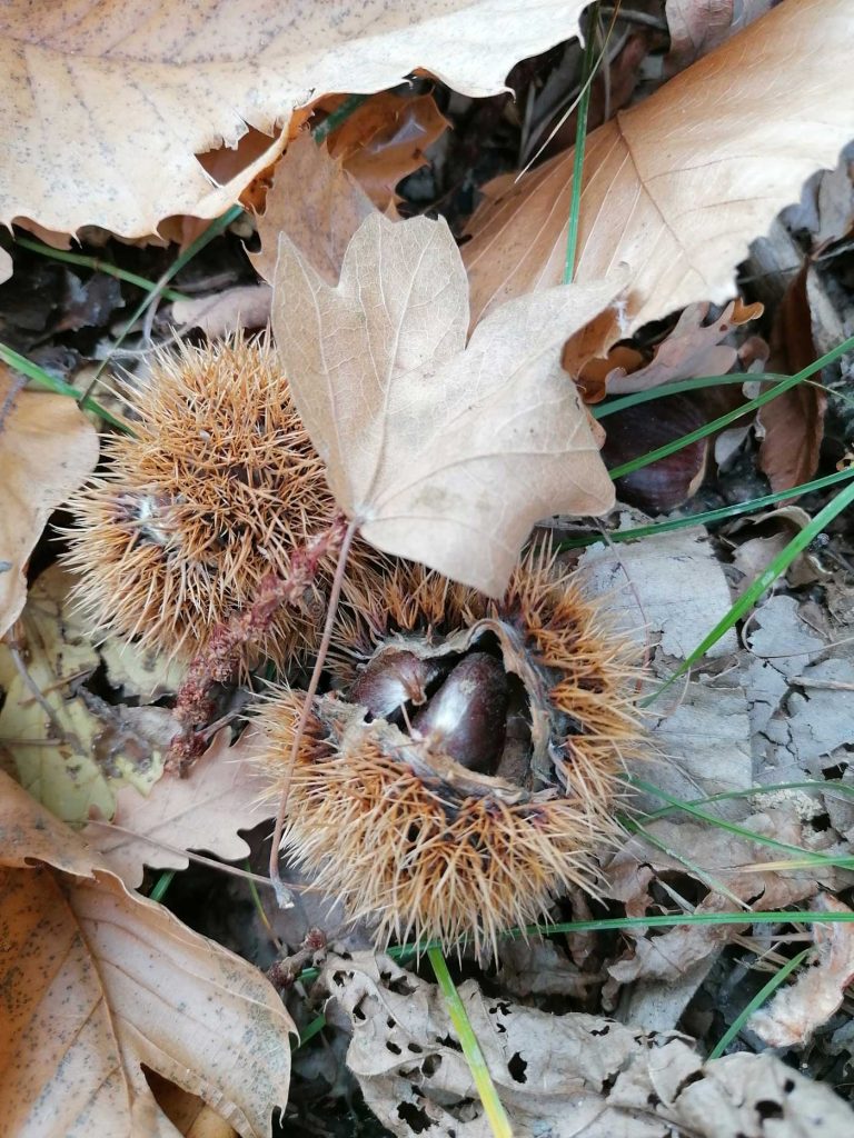 chestnuts in the undergrowth