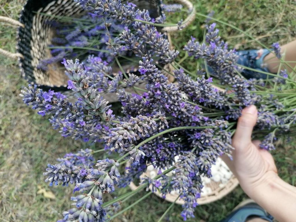 lavender