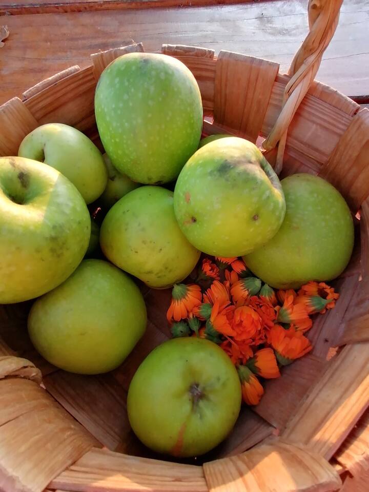 apples