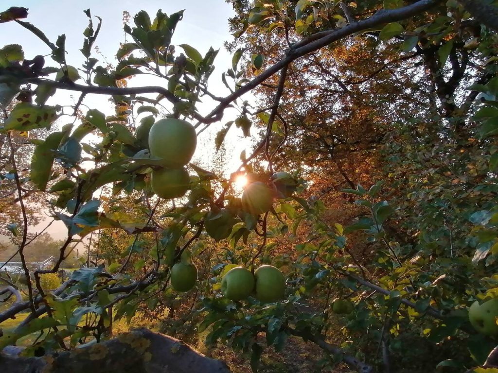 apple