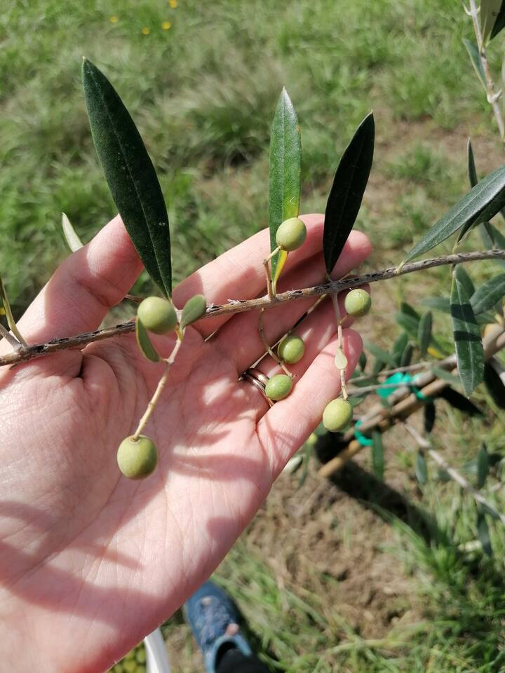 olive grove