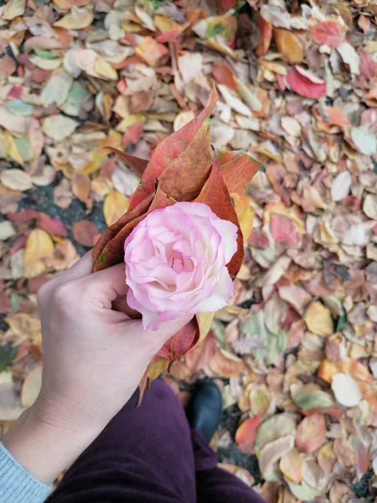 cultivation frascanera rose